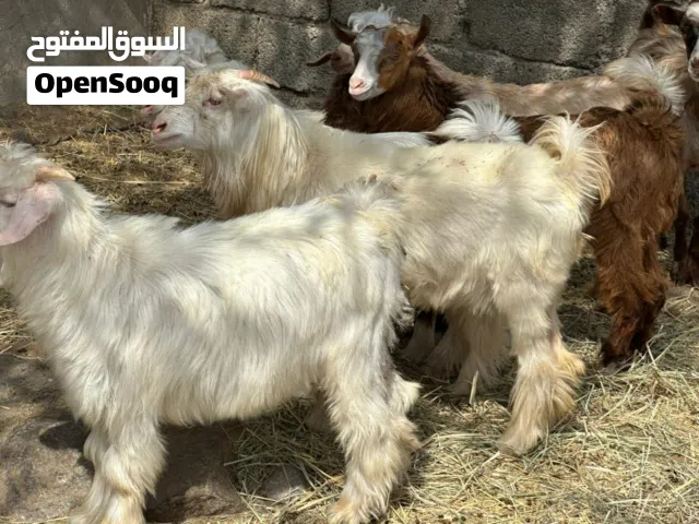 جدايا 6 + سخلات 4  من حلال الرحوب محصنات حلال طيب للتربيه جاهزات كل شي سليم