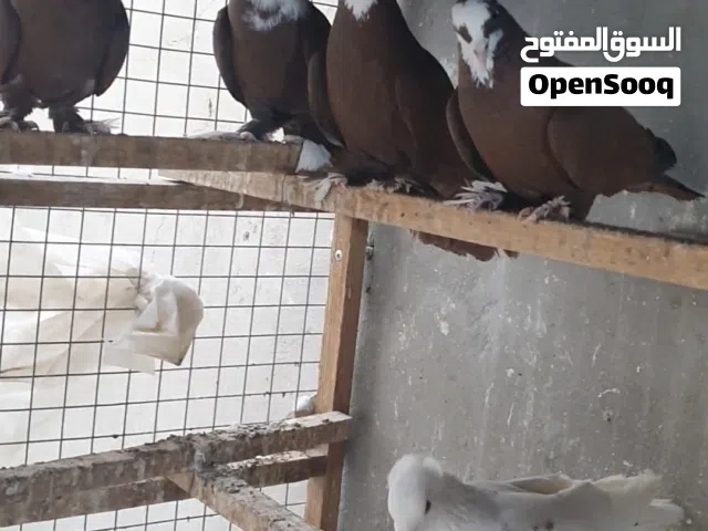 متاح 4 فحله وتك طيره العدد 5 كلهن ب30 مكان بغداد نفق الشرطةمتاح 4 فحله وتك طيره العدد 5 كلهن ب30 مكا