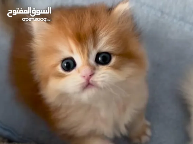 مطلوب قطه سكوتش مثل يلي بالصوره