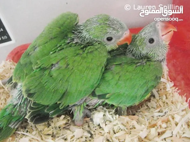 baby ringnecks for sale