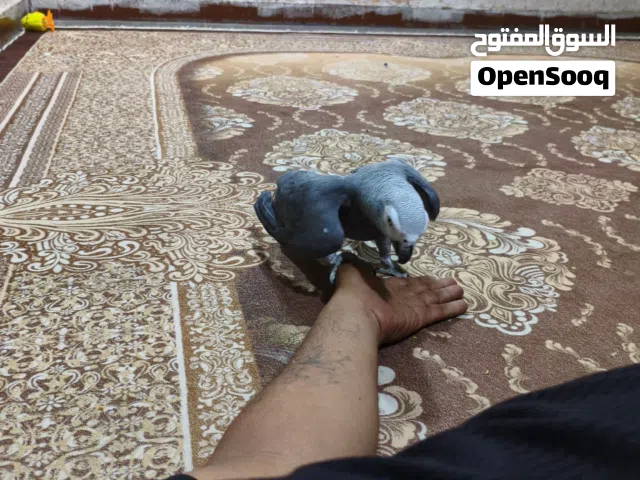 كاسكو اليف ومتكلم