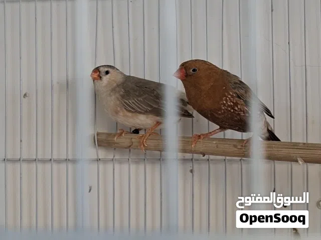 فنجس فول اورنج