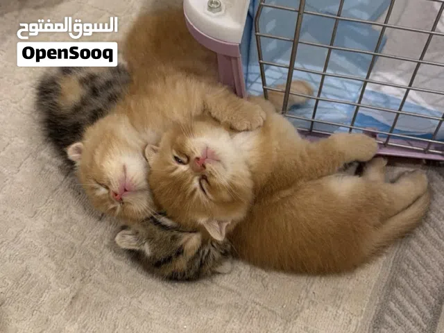 قطط للبيع..