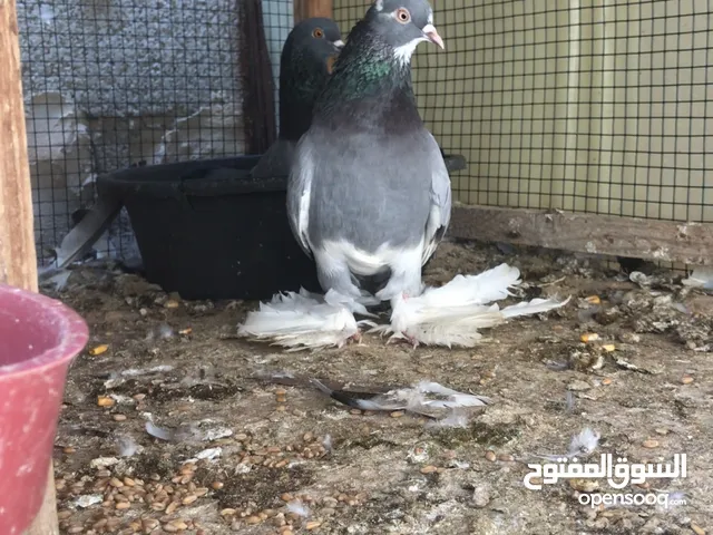 حمام هزاز للبيع تحتهم دحي سعر حرق