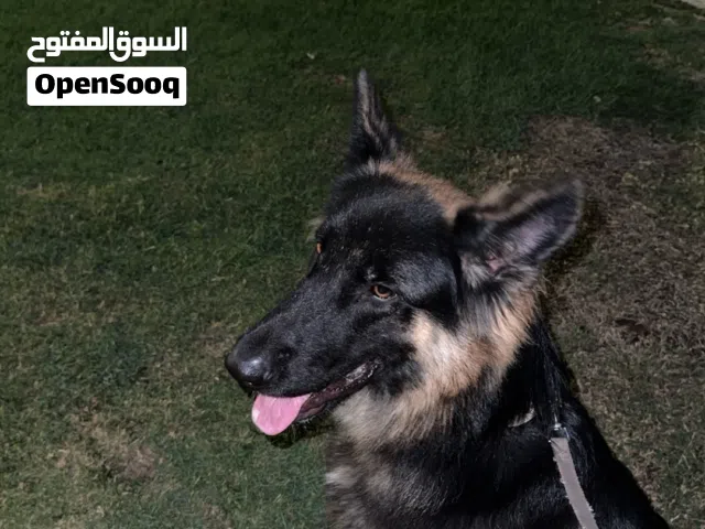 للتلقيح ( ذكر مستوى طيب )