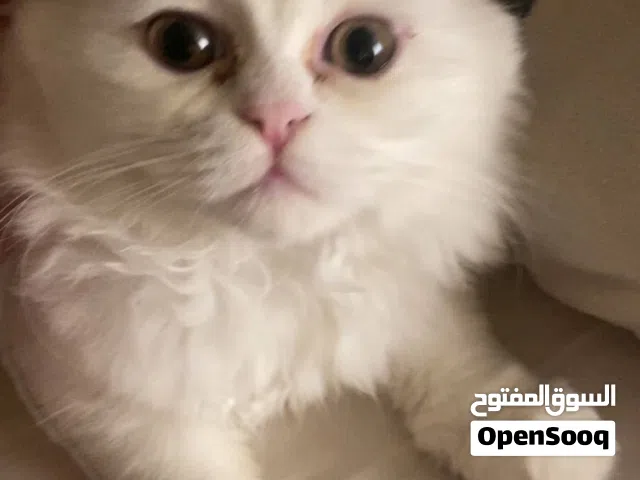 kitten for sale white persian mix female young clingy cute