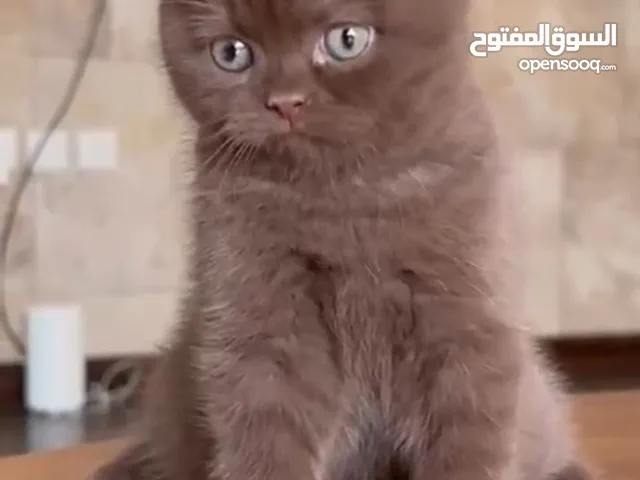 قط بريتش شورت هير سينامون