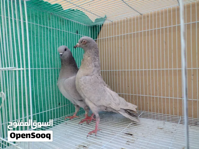 ذكر وانثى باكستاني سليتي اقبل البدل مع دجاج عماني او بط او دجاج حبشي