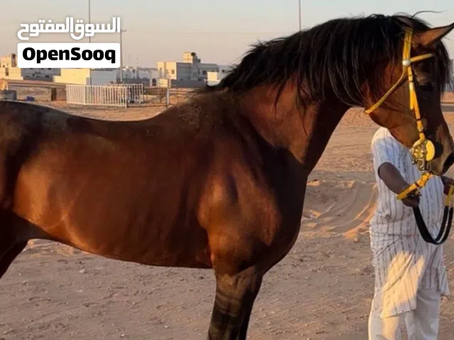 حصان عربي اصيل امير الشقب للبيع