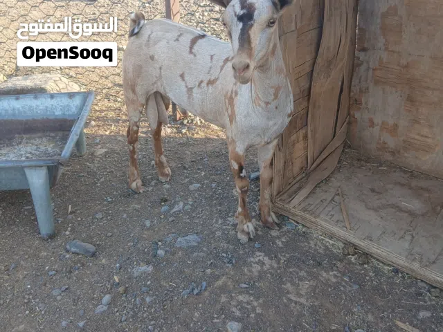 صلاليات بنات ولده وحده وصخل بكر وتيس كريمي ابيع جمله لاحديتو صلمعي هاذا راعيا الحلال رقمه تحدالقايمه