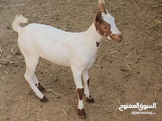 تيس مكحل بالاصفر من الحلال الصلالي