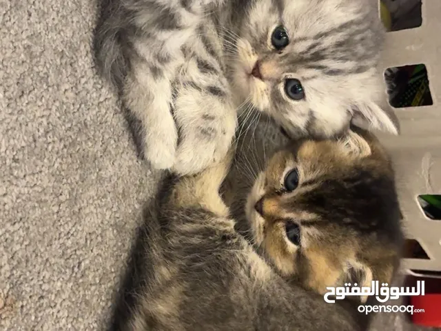قطط عمر شهرين للبيع