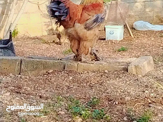 صيصان براهما نخب للبيع
