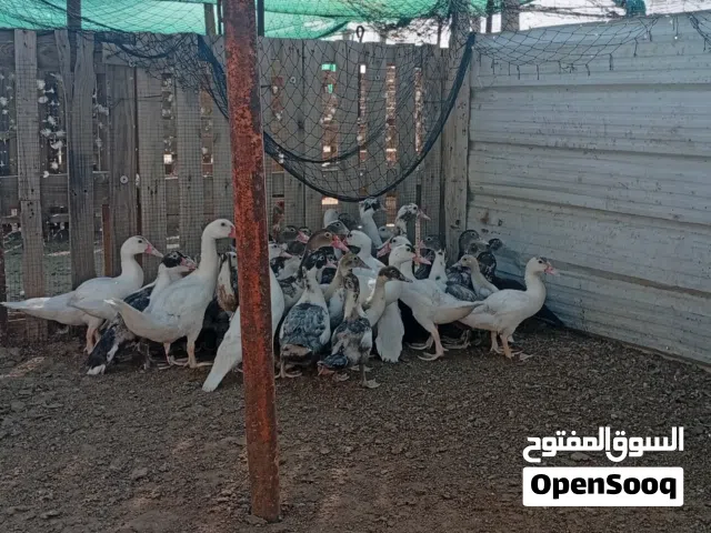 للبيع بط مصري