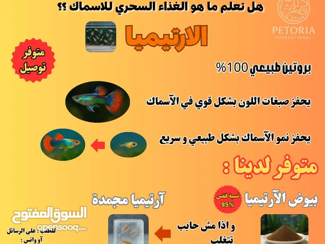 أكل أسماك الزينة للغوبي و المولي و الفايتر و الانجل و لبلاتي و النيون تترا