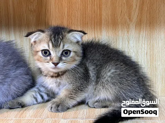 قطط سكوتش عمرهن شهرين