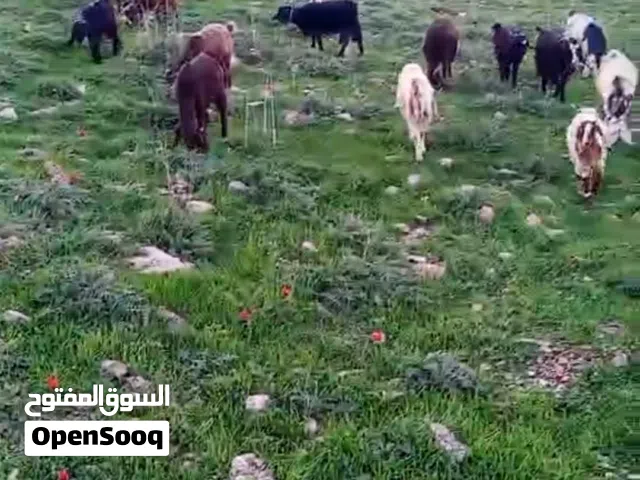 موجود 19راس 9موليد 5 يمكن اعشار متخر اوفضيات و4شعاري وجدي لابيع كوم كامل