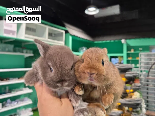 ارانب للبيع Rabbits for sale