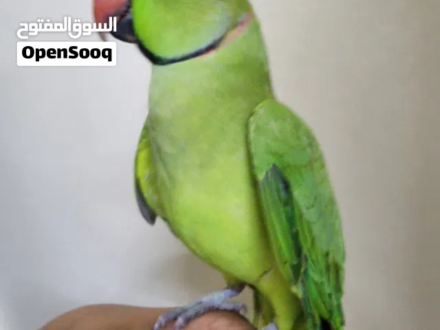 ببغاء الدرة مروض