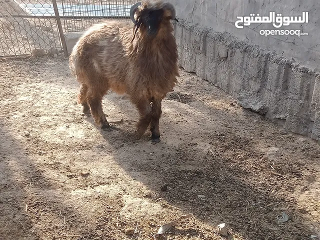 طليان البيع نثايه وفحله يرهمن كصابه حلال خشن وسمين معلوف
