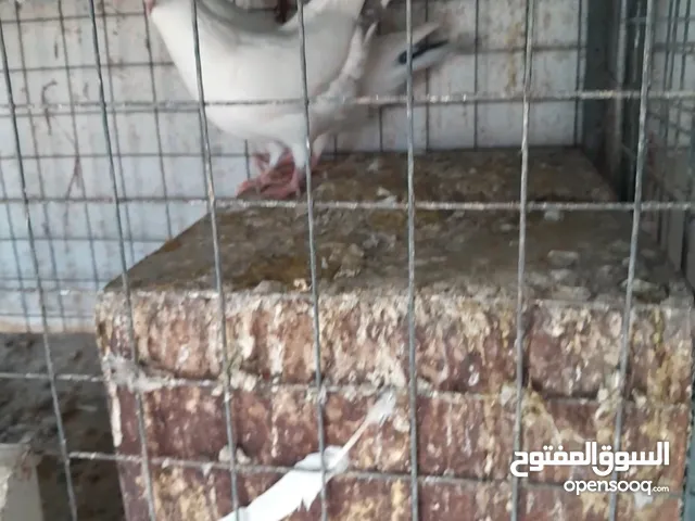 حمام أبيض للبيع
