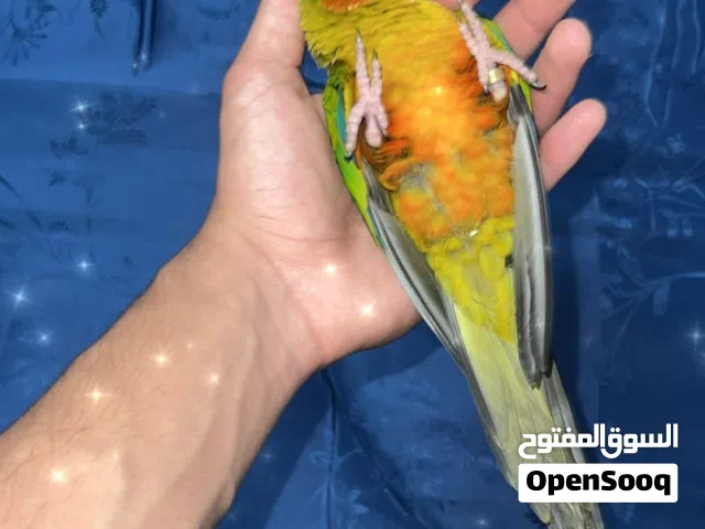 ببغاء صن كنيور