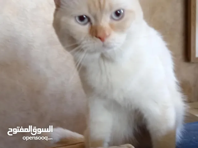 هملايا ذكر غير معقم كتن شهر ونص