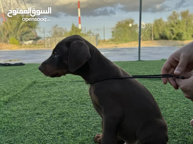 Doberman Puppy available 40 days 3 male 3 female