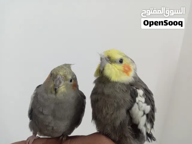 طيور كوكتيل للبدل واحد منهم على انثى