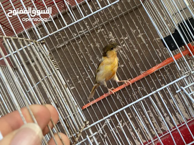7 مخاليف كنار فحول للبيع اقراء التفاصيل