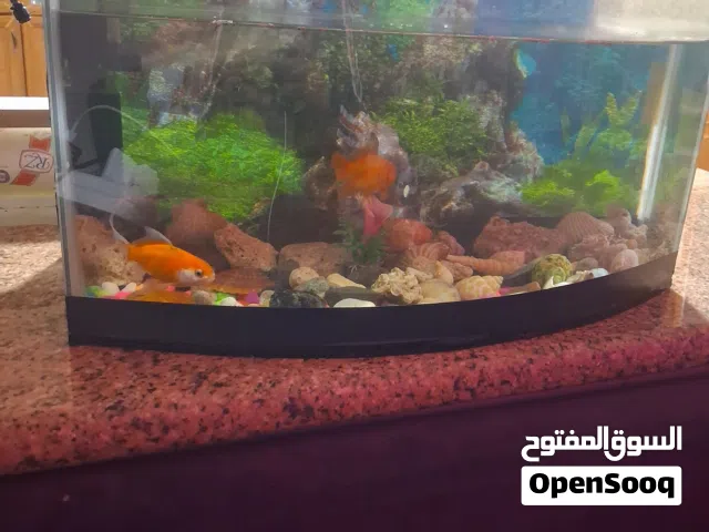 حوض سمك مع السمك والزينه والفلتر للبيع بداعي السفر
