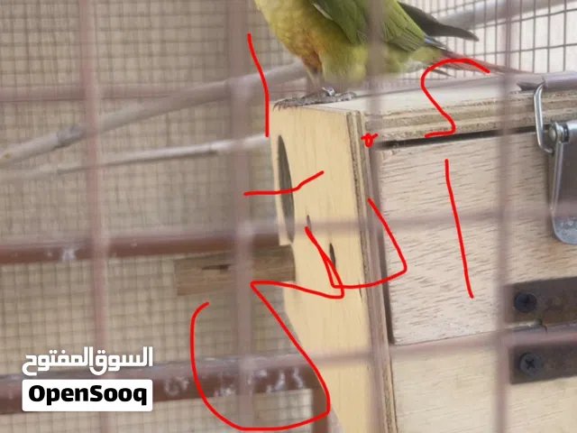 طيور كنيور  أناناس زوج العمر 9شهور معى القفص و القفص ماشالله كبير