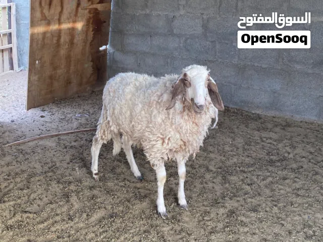 عينك علي الكشميري جاعده صغيره سن