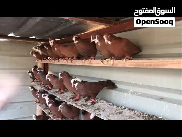 حمر بغداديات زوج ب 7