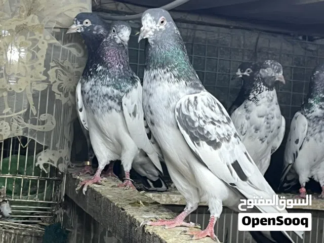 سلام عليكم ورحمة الله وبركاته للبيع حمام بكستاني