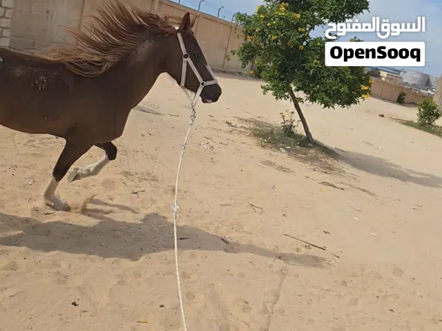 مطلوب سعي افاري ب فلوه عربيه