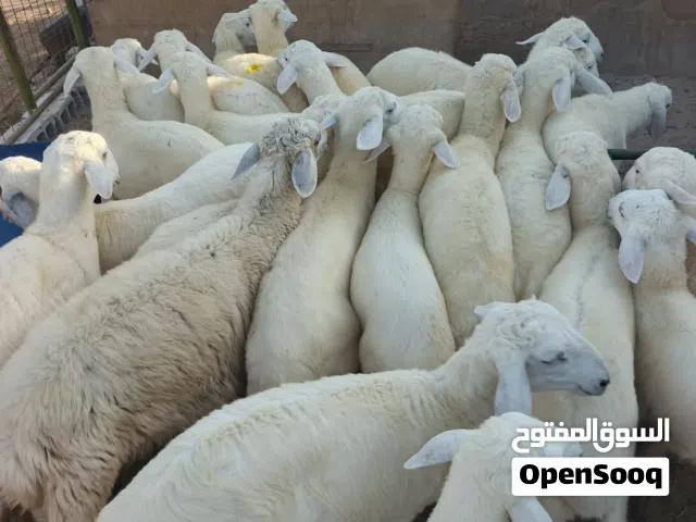 32 طلي حري صافي مراح واحد سمان فل شحم ولحم وشعرة وطرف ممتاز جدا .