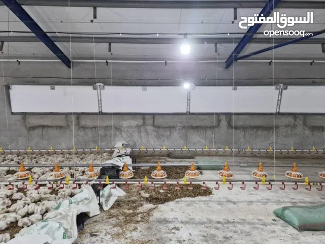 هنقر دجاج بمواصفات عالية للبيع