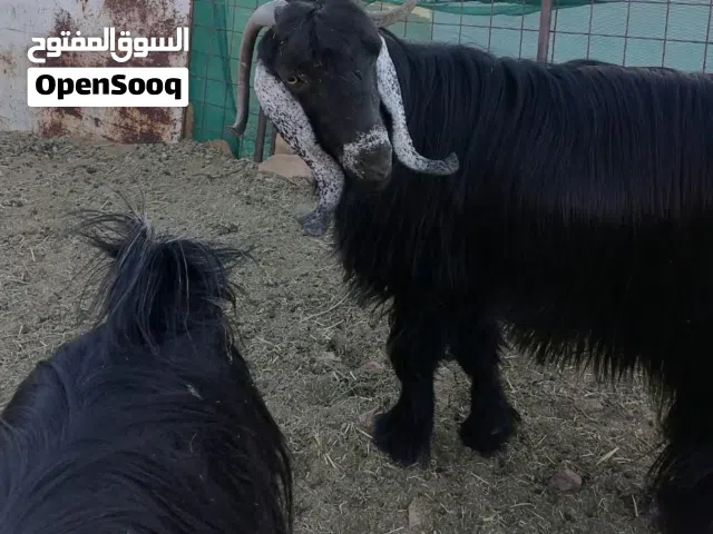 للبيع عنز وتيسين