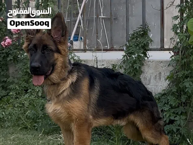 ذكر بلاك تان مستوى عالي