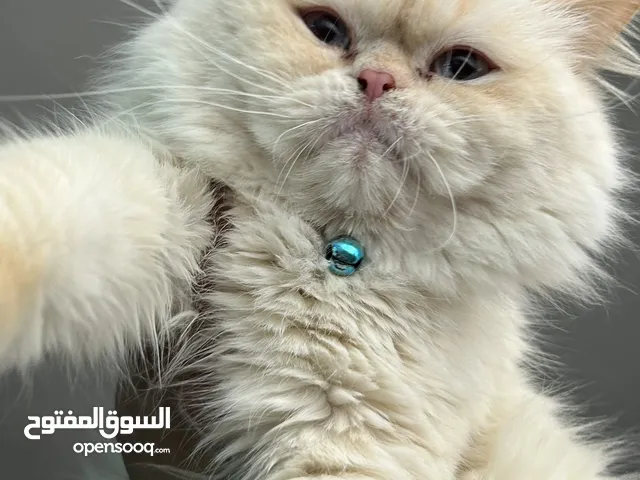 قط ذكر للبيع