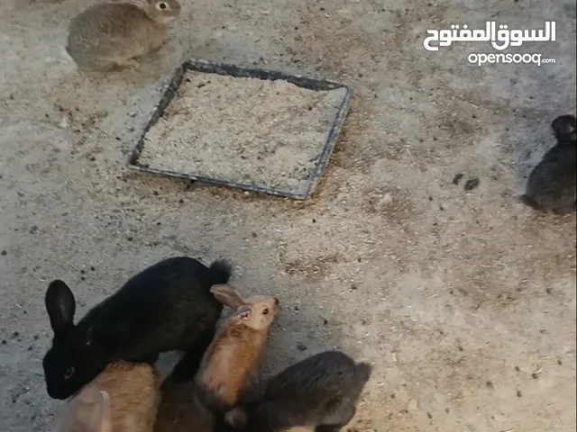 ارانب نخب صحة ونظافة
