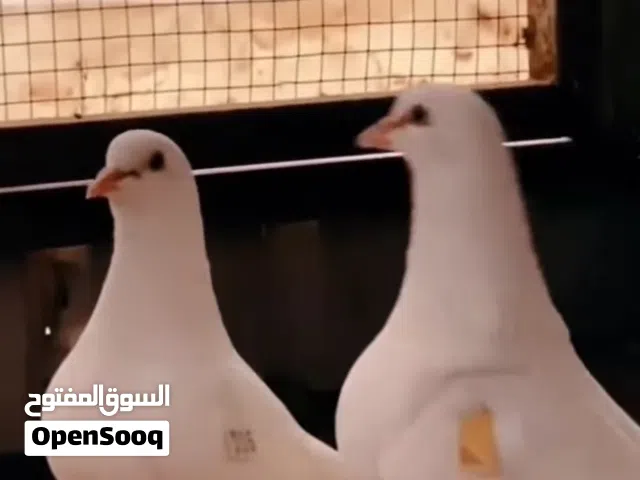 مطلوب مطلوب حمام لاحم فرنسي العدد مفتوح