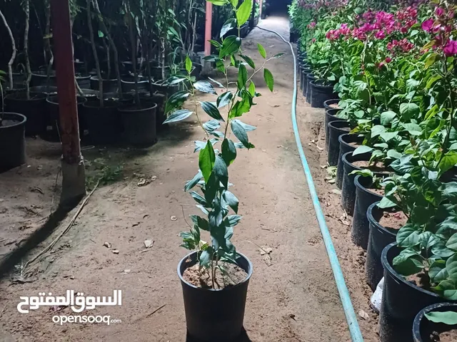 تنسيق حدائق وشبكات رى زراعيه