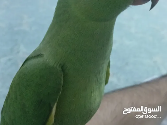 متوة خضرا عمرها تقريبا 3 شهور للبيع