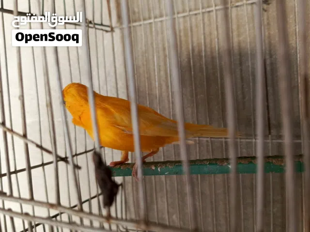 فحل كنار زي النار بس اول رجله من تحت مقطوعه بس مش ماثر علي
