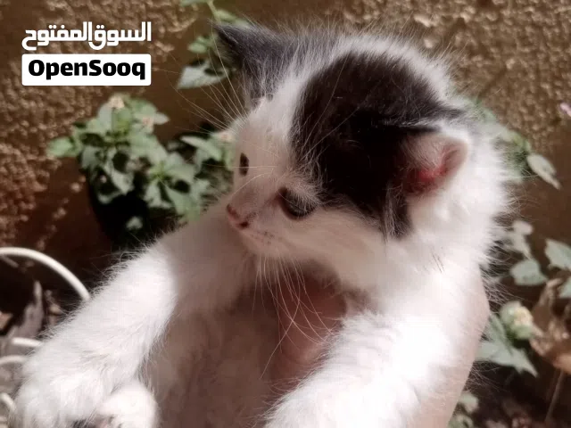 قطه شرازي للبيع بنغازي الليتي العمر شهرين تقريبآ وانثي