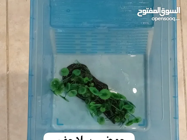 حوض للسلاحف