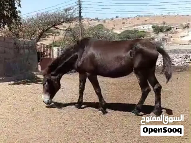 للبيع في صحة جيدة