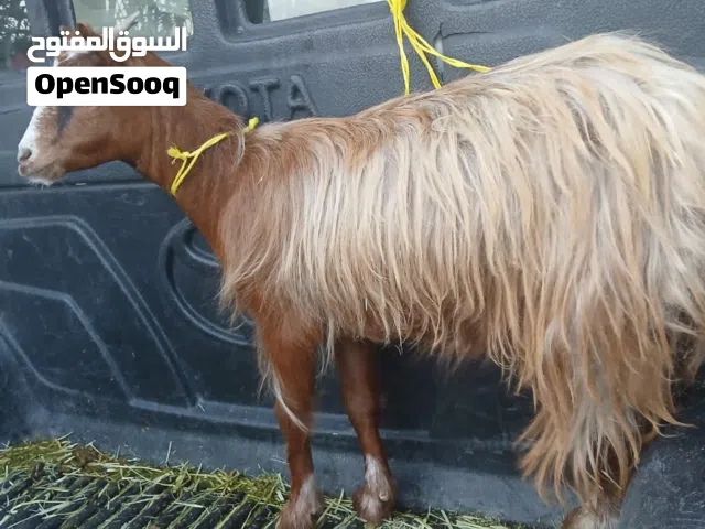 للبيع مال صلالة